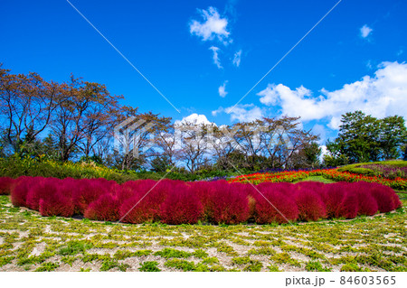 国営みちのく杜の湖畔公園　彩の広場　コキアの円陣 84603565