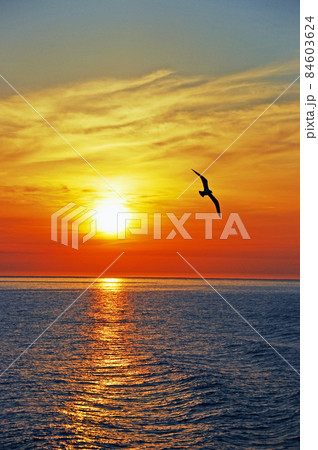 北海道　日本海、夕焼けの空を飛ぶウミネコ自然、風景、夏、7月、空、太陽、夕日、夕暮れ、雲、夕焼け、オ 84603624