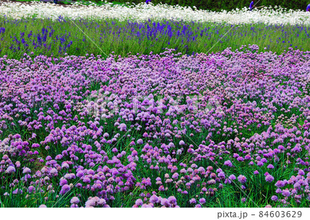 北海道 富良野 美瑛、チャイブのお花畑 北海道 富良野 美瑛、チャイブのお花畑 84603629