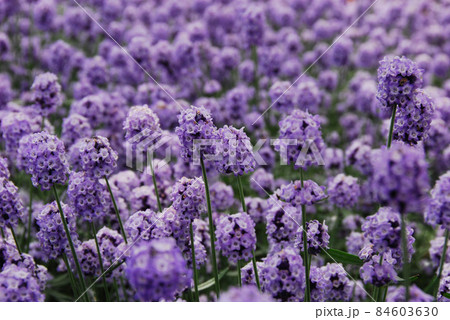 北海道　富良野　美瑛　観光農園　ラベンダーの花畑 84603630