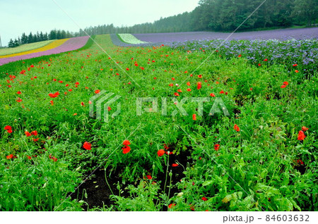 北海道　富良野　美瑛　色彩の丘の花畑 84603632