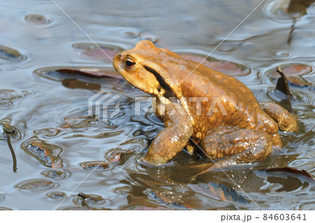 早春のアズマヒキガエル 84603641