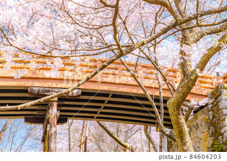 天下第一の桜 高遠城址公園の春【長野県】 天下第一の桜 高遠城址公園の春【長野県】 84604203