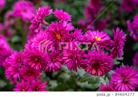 Autumnal flowers in the garden Autumnal flowers in the garden 84604277