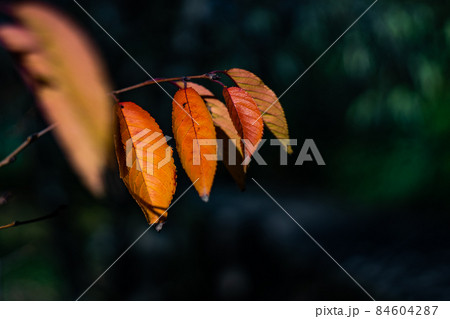 Autumnal yellow leaves 84604287