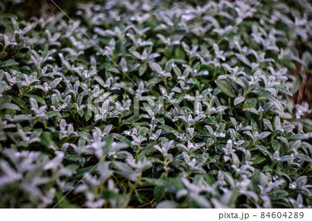 Morning green plant with water in garden 84604289