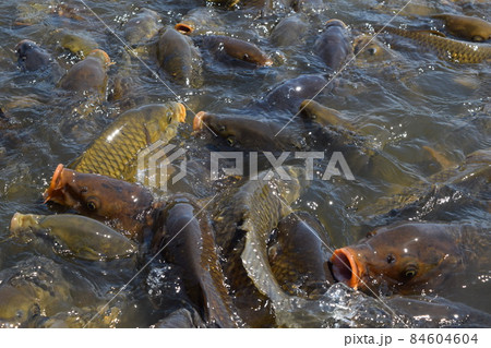 池で餌付け中の鯉 池で餌付け中の鯉 84604604