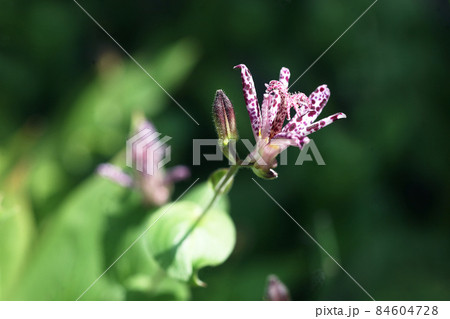 山野草 ホトトギスの花 山野草 ホトトギスの花 84604728