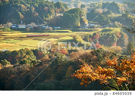 朝日を浴びる紅葉の里山とレトロ列車 小湊鉄道 朝日を浴びる紅葉の里山とレトロ列車 小湊鉄道 84605039
