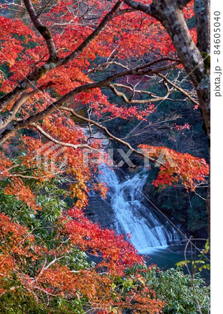 粟又の滝と紅葉 養老渓谷 粟又の滝と紅葉 養老渓谷 84605040