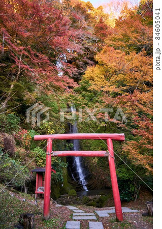 金神の滝と鳥居と紅葉 養老渓谷 金神の滝と鳥居と紅葉 養老渓谷 84605041
