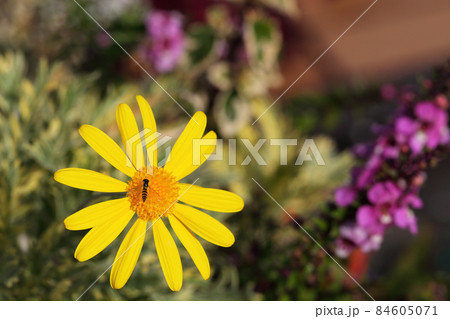 ハナアブとユリオプスデージーの花 ハナアブとユリオプスデージーの花 84605071
