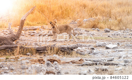 Lion cub in african savanna Lion cub in african savanna 84605122