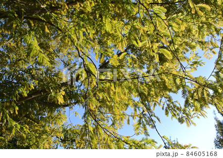 初秋、黄色く色づいてきた、メタセコイア 84605168