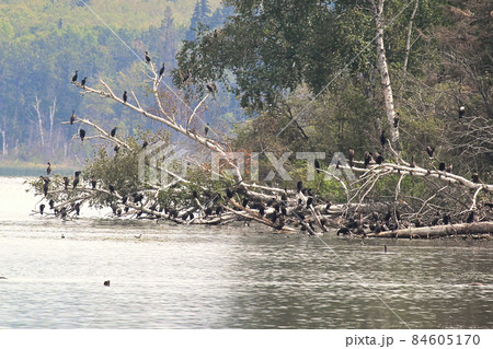 Cormorant birds roosting on a fallen tree over water 84605170