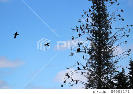 A tall spruce tree with many Cormorant birds roosting A tall spruce tree with many Cormorant birds roosting 84605171