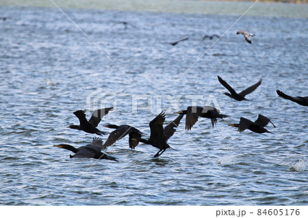 Many Cormorants flying over water in summer Many Cormorants flying over water in summer 84605176