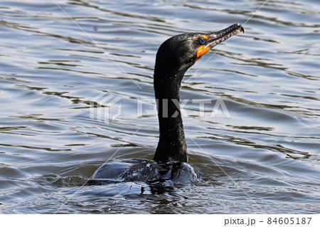 Closeup of a Double Crested Cormorant in water Closeup of a Double Crested Cormorant in water 84605187