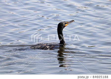 Closeup of a Cromorant swimming in water Closeup of a Cromorant swimming in water 84605188