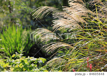 ススキの花穂 ススキの花穂 84605648