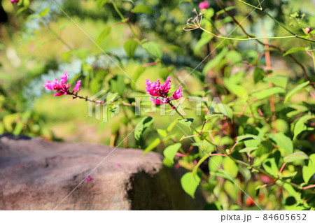 サルビアの花 インボルクラタ サルビアの花 インボルクラタ 84605652