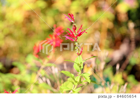 サルビアの花　エレガンス 84605654