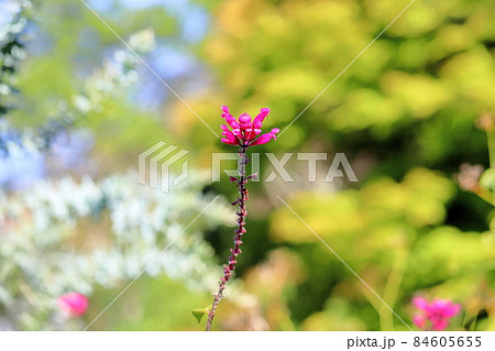 サルビアの花 インボルクラタ サルビアの花 インボルクラタ 84605655