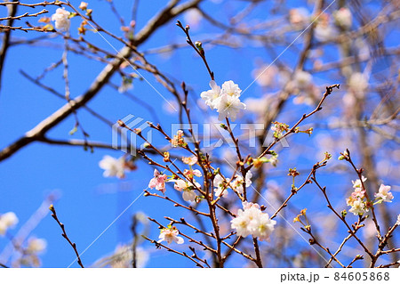 ジュウガツザクラの花 ジュウガツザクラの花 84605868