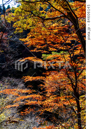 栗駒国定公園 鳴子峡 大深沢遊歩道 大深沢東岸の紅葉と黄葉 栗駒国定公園 鳴子峡 大深沢遊歩道 大深沢東岸の紅葉と黄葉 84606145