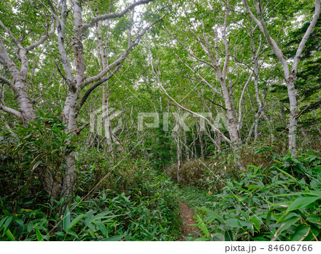 礼文岳の登山道 84606766