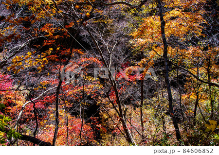 栗駒国定公園　鳴子峡の紅葉　レストハウス周辺の展望デッキから 84606852