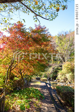 小平の里　親水公園　小平川　紅葉の季節　秋の風景 84607135
