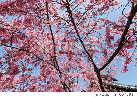 おかめ桜 おかめ桜 84607392
