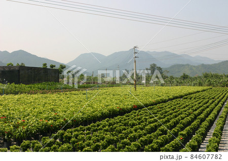 the nursery of plants and trees for gardening. the nursery of plants and trees for gardening. 84607782
