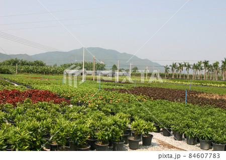 the nursery of plants and trees for gardening. the nursery of plants and trees for gardening. 84607783