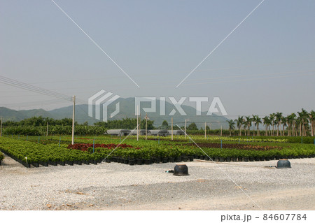 The nursery of plants and trees for gardening. The nursery of plants and trees for gardening. 84607784