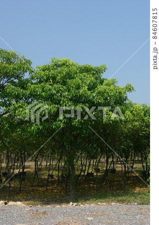 a nursery of plants and trees for gardening. 84607815