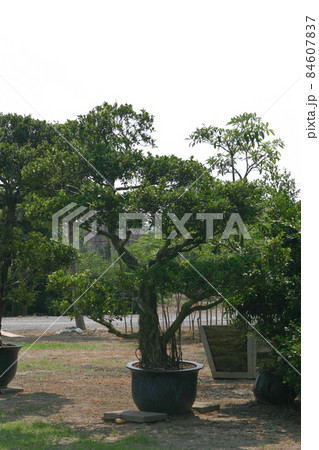 a nursery of plants and trees for gardening. a nursery of plants and trees for gardening. 84607837