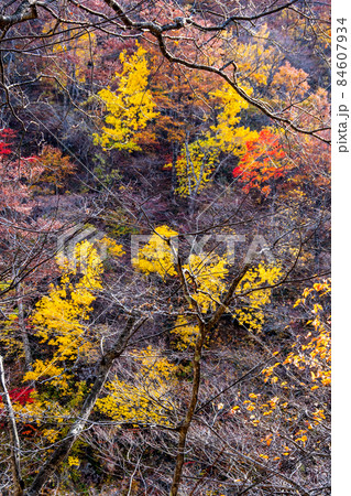 栗駒国定公園 鳴子峡の紅葉 レストハウス周辺の展望デッキから 栗駒国定公園 鳴子峡の紅葉 レストハウス周辺の展望デッキから 84607934