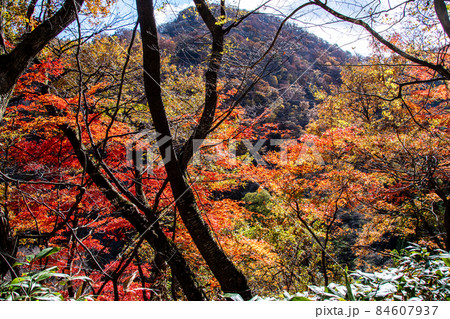 栗駒国定公園　鳴子峡の紅葉　レストハウス周辺の展望デッキから 84607937