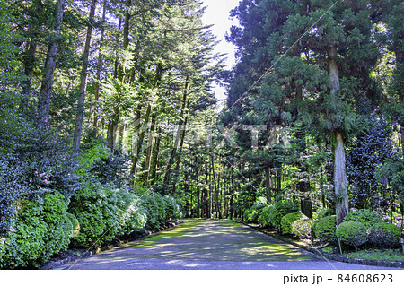 東京都 八王子市 多摩陵・武蔵野陵 参道 東京都 八王子市 多摩陵・武蔵野陵 参道 84608623