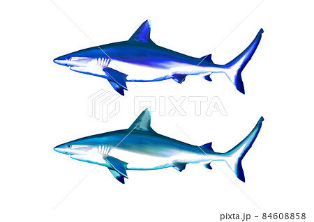 色違いサメのイラスト素材 色違いサメのイラスト素材