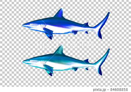 不同顏色的鯊魚 84608858