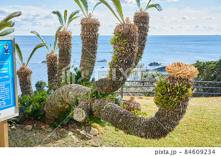 和歌山県太地町　梶取崎園地のソテツ 84609234