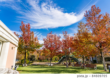 岐阜県海津市　モミジバフウの紅葉が美しい秋のアクアワールド水郷パークセンター 84609705