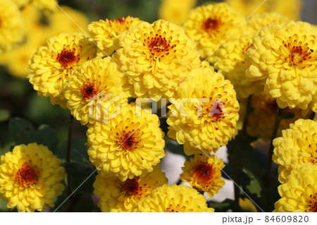 秋の庭に咲く黄色い小菊の花 秋の庭に咲く黄色い小菊の花 84609820