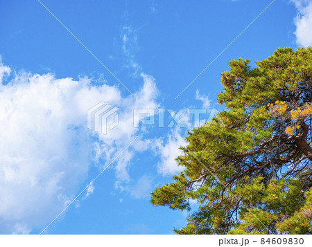 松の木と青空 松の木と青空 84609830