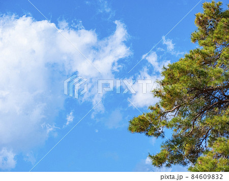 松の木と青空 松の木と青空 84609832