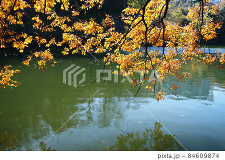 晩秋の一碧湖(大池) 84609874