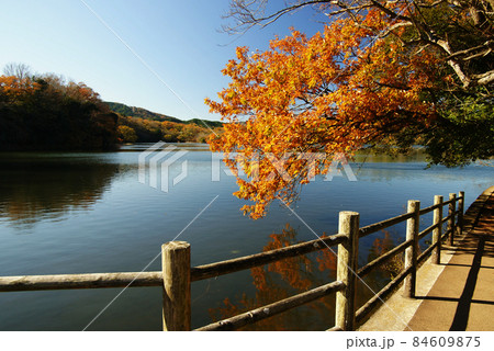 晩秋の一碧湖(大池) 84609875
